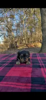 Last yorkie baby, a male Yorkshire Terrier for sale in Blue Ridge, GA – Photo 1 of 5