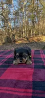 Last yorkie baby, a male Yorkshire Terrier for sale in Blue Ridge, GA – Photo 5 of 5