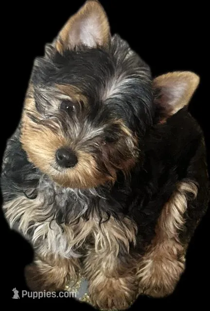 Last yorkie baby
