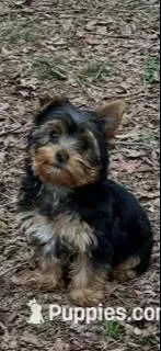 Last yorkie baby – Yorkshire Terrier puppy for sale in Blue Ridge, GA