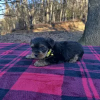 Mac still looking for family. , a male Yorkshire Terrier for sale in Blue Ridge, GA – Photo 9 of 10