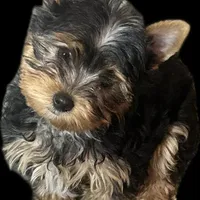 Mac still looking for family. , a male Yorkshire Terrier for sale in Blue Ridge, GA – Photo 3 of 10
