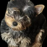 Mac still looking for family. , a male Yorkshire Terrier for sale in Blue Ridge, GA – Photo 4 of 10