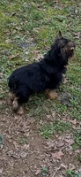 Mac still looking for family. , a male Yorkshire Terrier for sale in Blue Ridge, GA – Photo 10 of 10