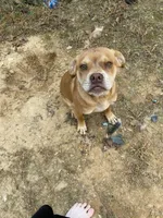 Max, a male Boxer for sale in Blue Ridge, GA – Photo 5 of 9