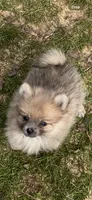 Tiny blue sable, a male Pomeranian for sale in Blue Ridge, GA – Photo 3 of 6