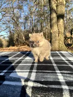 Tiny blue sable, a male Pomeranian for sale in Blue Ridge, GA – Photo 5 of 6