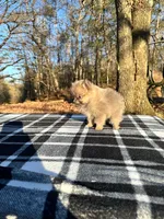 Tiny blue sable, a male Pomeranian for sale in Blue Ridge, GA – Photo 6 of 6