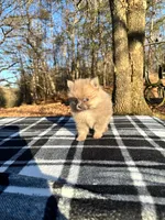 Tiny blue sable, a male Pomeranian for sale in Blue Ridge, GA – Photo 4 of 6