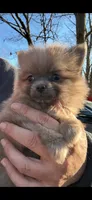 Tiny blue sable, a male Pomeranian for sale in Blue Ridge, GA – Photo 2 of 6