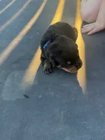 Rottie, a male Rottweiler for sale in Lima, OH – 7 of 10