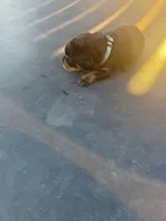 Rottie, a male Rottweiler for sale in Lima, OH – 5 of 10