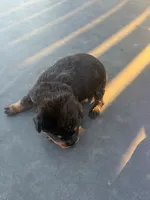 Rottie, a male Rottweiler for sale in Lima, OH – 9 of 10