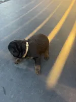Rottie, a male Rottweiler for sale in Lima, OH – 8 of 10