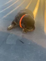 Rottie, a male Rottweiler for sale in Lima, OH – 4 of 10