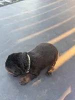 Rottie, a male Rottweiler for sale in Lima, OH – 2 of 10
