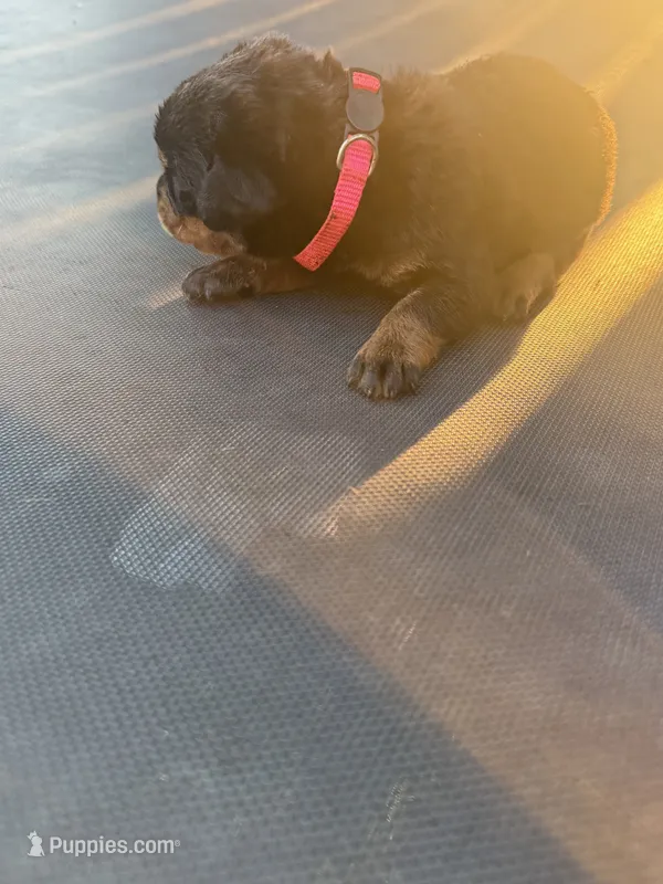 Rottie – Rottweiler puppy for sale in Lima, OH
