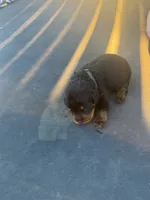 Rottie, a male Rottweiler for sale in Lima, OH – 10 of 10