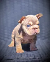 LILY, a female French Bulldog for sale in Los Angeles, CA – 7 of 10