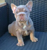 LILY, a female French Bulldog for sale in Los Angeles, CA – 6 of 10