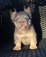 TEDDY, a male French Bulldog for sale in Los Angeles, CA – 5 of 10