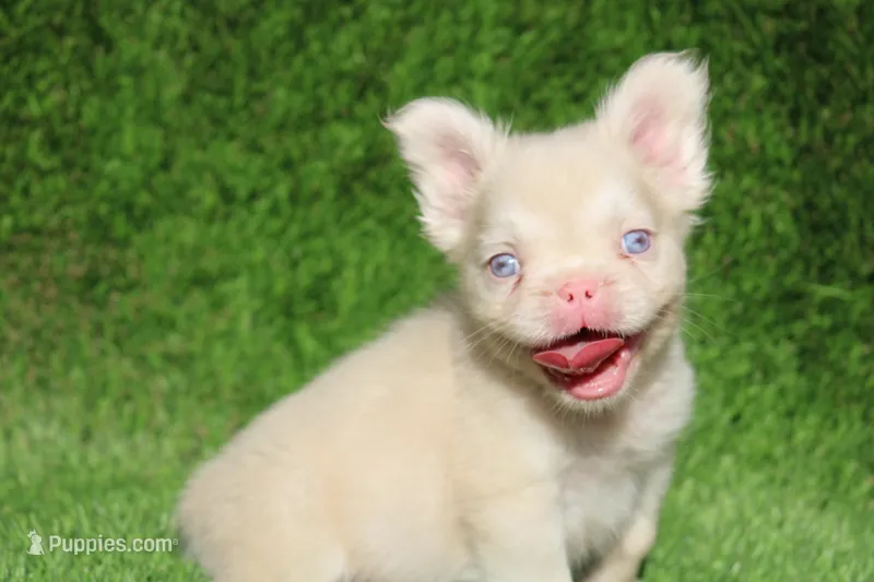 PINKY – French Bulldog puppy for sale in Los Angeles, CA