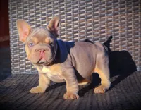 DAISY, a female French Bulldog for sale in Los Angeles, CA – 7 of 10