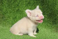 PINKY, a male French Bulldog for sale in Los Angeles, CA – 4 of 5