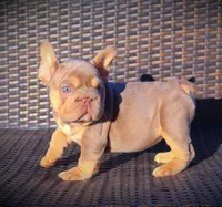 DAISY, a female French Bulldog for sale in Los Angeles, CA – 5 of 10