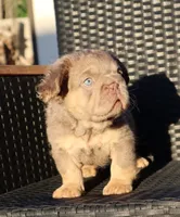 TEDDYY, a male French Bulldog for sale in Los Angeles, CA – 4 of 10