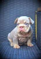 YOGI, a male French Bulldog for sale in Los Angeles, CA – 6 of 10