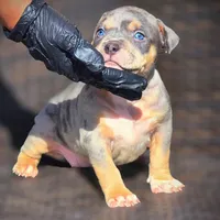 SKY, a female American Bully for sale in Los Angeles, CA – Photo 1 of 10