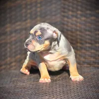 SKY, a female American Bully for sale in Los Angeles, CA – Photo 5 of 10