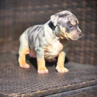 SKY, a female American Bully for sale in Los Angeles, CA – Photo 9 of 10