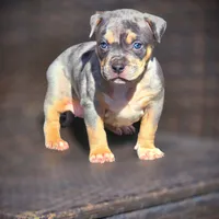 SKY, a female American Bully for sale in Los Angeles, CA – Photo 2 of 10