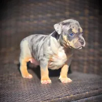 SKY, a female American Bully for sale in Los Angeles, CA – Photo 6 of 10