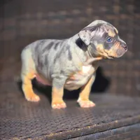SKY, a female American Bully for sale in Los Angeles, CA – Photo 7 of 10