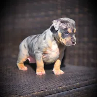 SKY, a female American Bully for sale in Los Angeles, CA – Photo 8 of 10