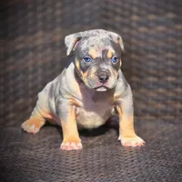 SKY, a female American Bully for sale in Los Angeles, CA – Photo 4 of 10