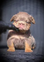 TEDDY, a male French Bulldog for sale in Los Angeles, CA – 6 of 9