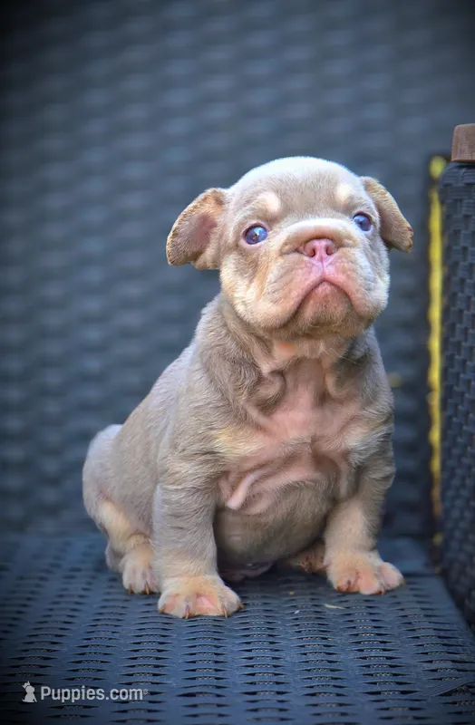 YOGI – French Bulldog puppy for sale in Los Angeles, CA