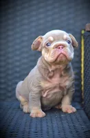 YOGI, a male French Bulldog for sale in Los Angeles, CA – 1 of 10