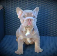 LILLYY, a female French Bulldog for sale in Los Angeles, CA – 7 of 10