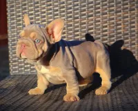 DAISY, a female French Bulldog for sale in Los Angeles, CA – 2 of 10