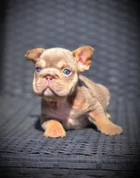 LILY, a female French Bulldog for sale in Los Angeles, CA – 4 of 10