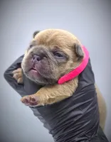 IVY, a female French Bulldog for sale in Los Angeles, CA – Photo 2 of 10