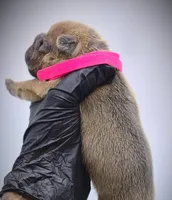 IVY, a female French Bulldog for sale in Los Angeles, CA – Photo 6 of 10