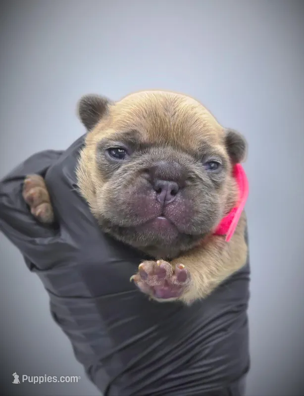 IVY, a female French Bulldog for sale in Los Angeles, CA – Photo 1 of 10