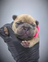 IVY, a female French Bulldog for sale in Los Angeles, CA – Photo 1 of 10