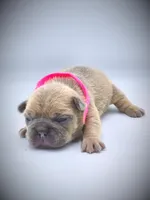 IVY, a female French Bulldog for sale in Los Angeles, CA – Photo 9 of 10